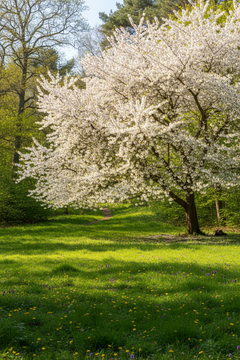 Wild Cherry Tree