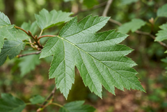 Wild Service Tree