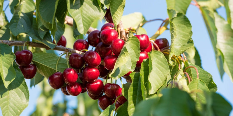 Wild Cherry Tree
