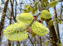 Golden Weeping Willow Tree