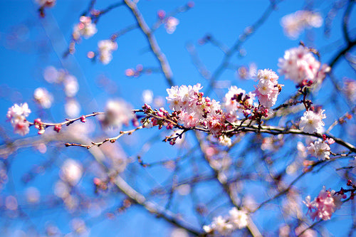 Winter Flowering Cherry Tree