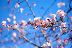 Winter Flowering Cherry Tree