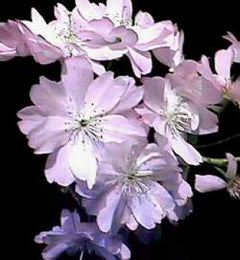 Winter Flowering Cherry Tree
