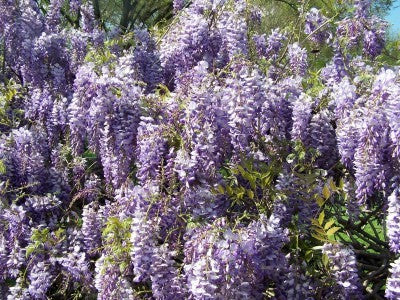 Wisteria Plant