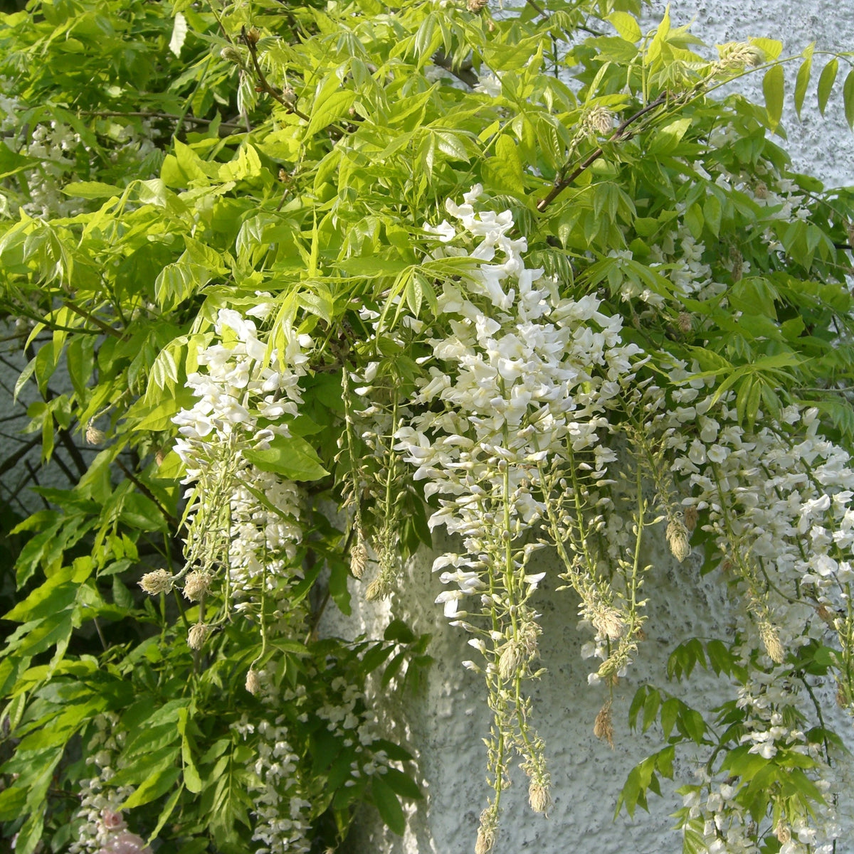 Wisteria Plant