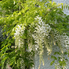 Wisteria Plant