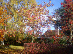 Rowan