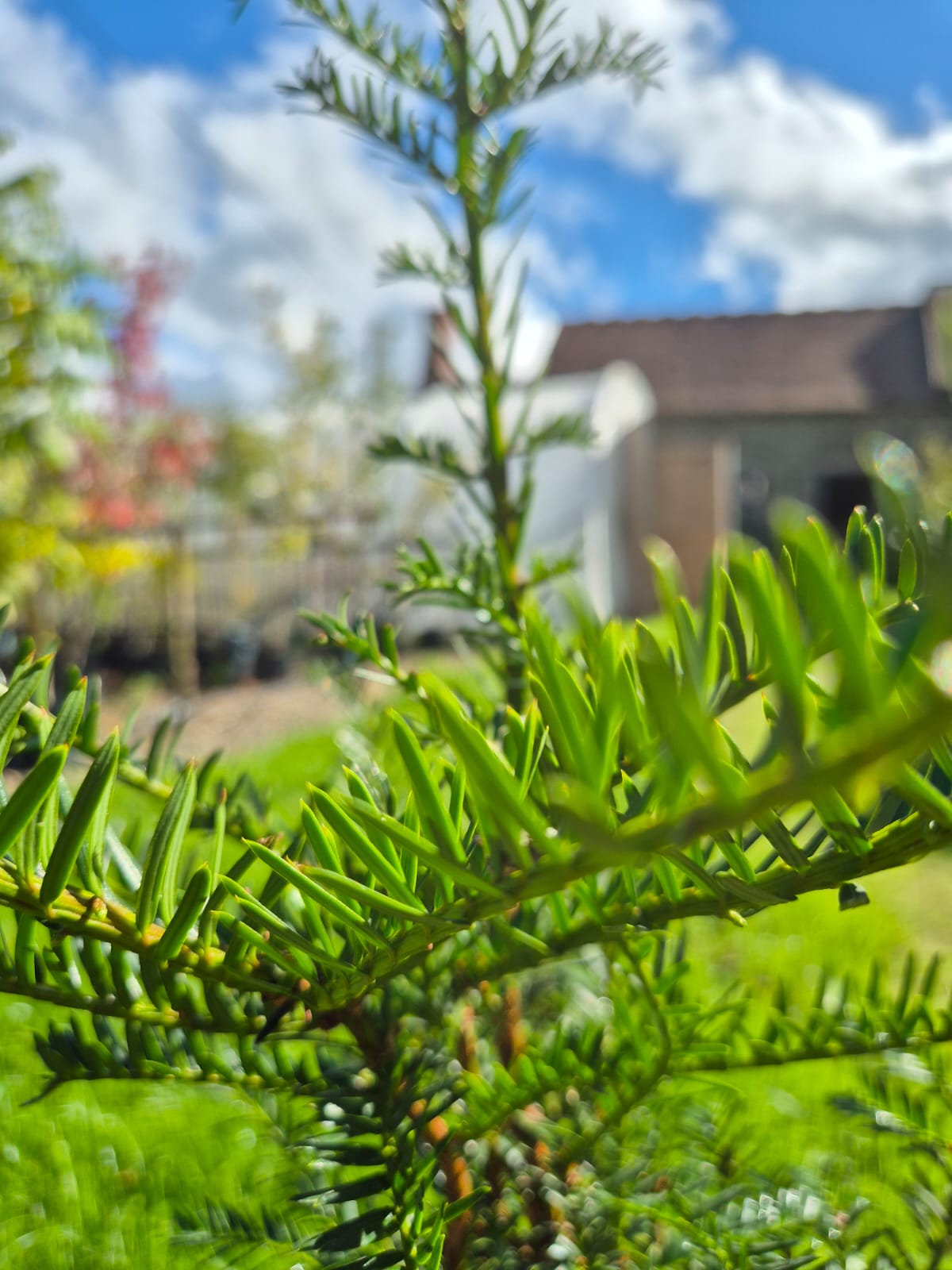 Root Ball ~ Yew Tree