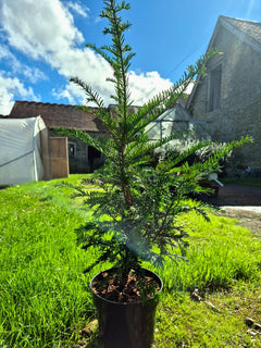 Yew Tree
