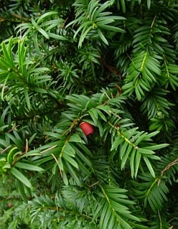 Yew Tree