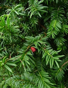 Root Ball ~ Yew Tree