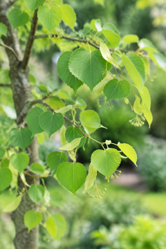 Bare Root ~ Small Leaved Lime Tree