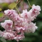 Flowering Cherry Cheal's Weeping Trees