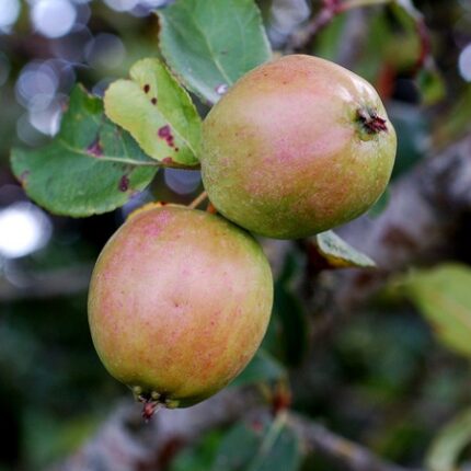 Crab Apple