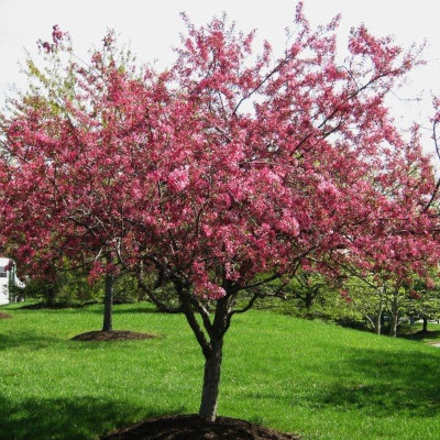 Crab-Apple-Royalty.jpg Crab Apple Royalty Trees - Image 1