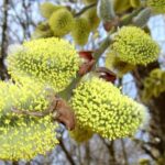 Willow Dwarf Weeping Kilmarnock Trees