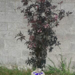 Elder Black Beauty Gerda Trees