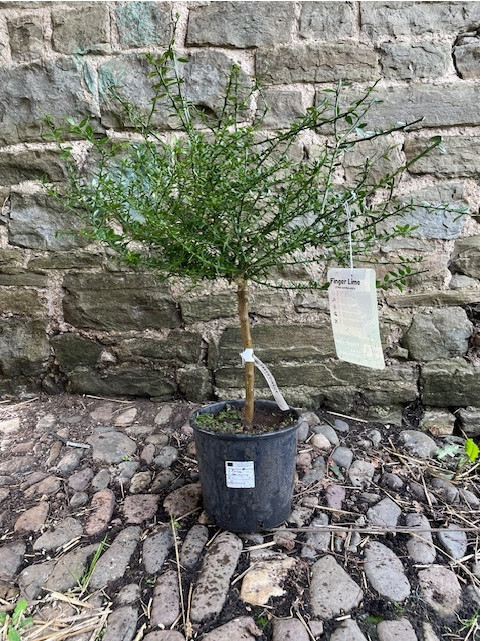 Finger-Lime.jpg Citrus Finger Lime - Image 1