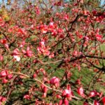 Flowering Quince Shrubs
