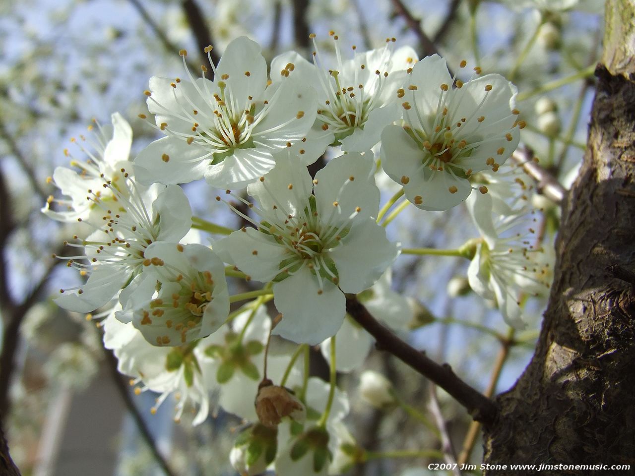Great-White-Cherry-Flowering-Blossom.jpg Flowering Cherry Great White Trees - Image 1
