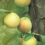 Cambridge Gage Trees