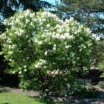 Lilac Madame Lemoine Trees