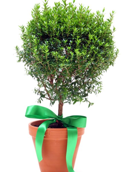 TREES DIRECT. Myrtle - Image 1