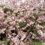 Flowering Cherry Pandora Trees