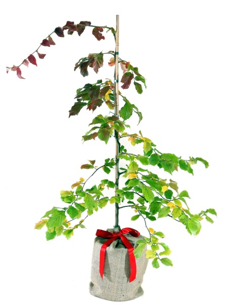 Parrotia-Ornamental-Gift-Wrapped.jpg Parrotia Trees - Image 1