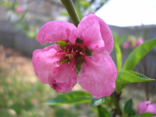 Peach-Saturn-Detail.jpg Peach Saturn Trees - Image 1