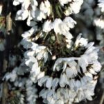 Flowering Cherry Snow Showers Weeping Trees