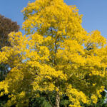 Robinia Trees