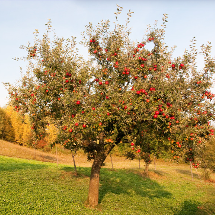 Screenshot-2024-10-22-150937.png A selection of Mature Fruit Trees - Image 1