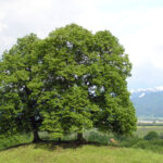Small Leaved Lime Trees