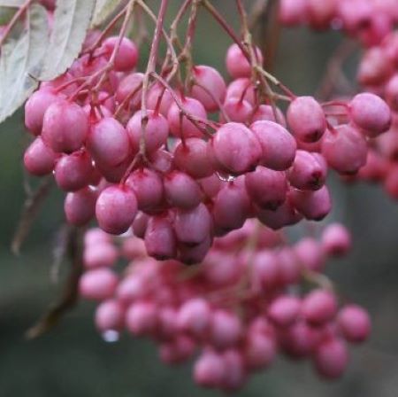 Sorbus-Vilmorii.jpg Sorbus vilmorinii Trees - Image 1