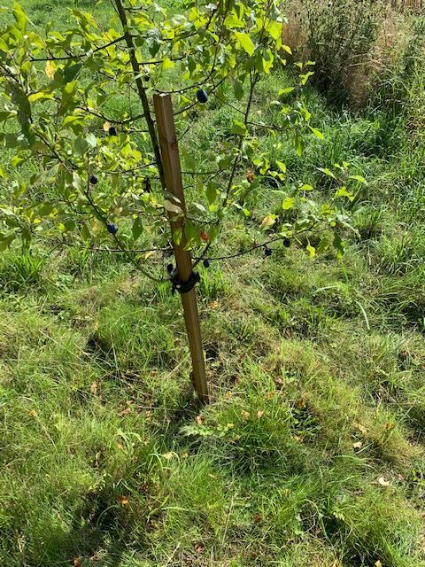 Stakes-Ties-rotated-1.jpg Stakes and Buckle Ties - Image 1