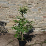 Sweet Chestnut Trees