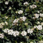Viburnum Tinus Plant