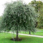 Weeping Silver Pear Trees