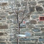 Flowering Cherry Tibetan Trees