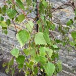 Weeping Silver Birch Trees