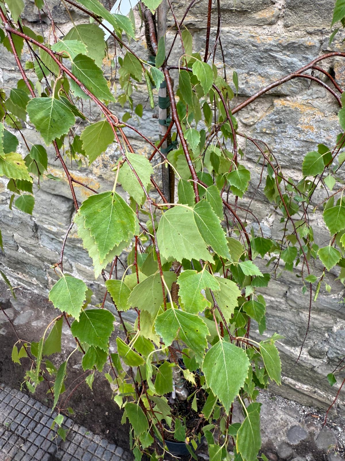 WhatsApp-Image-2025-08-28-at-11.33.27-1.jpeg Weeping Silver Birch Trees - Image 1