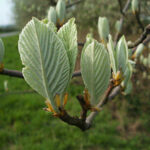 Whitebeam Trees