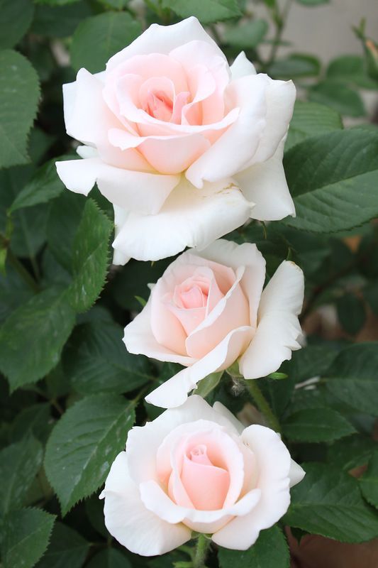 Whiter-Shade-of-Pale.jpg Rose A Whiter Shade of Pale - Image 1