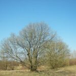 Bare Root Trees ~ Willow
