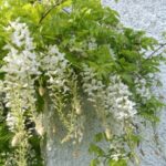 Wisteria Plant