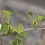 Ginkgo Trees