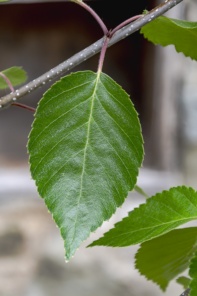 himalayan-birch-snow-queen-leaf-detail.jpg Himalayan Birch Trees - Image 1