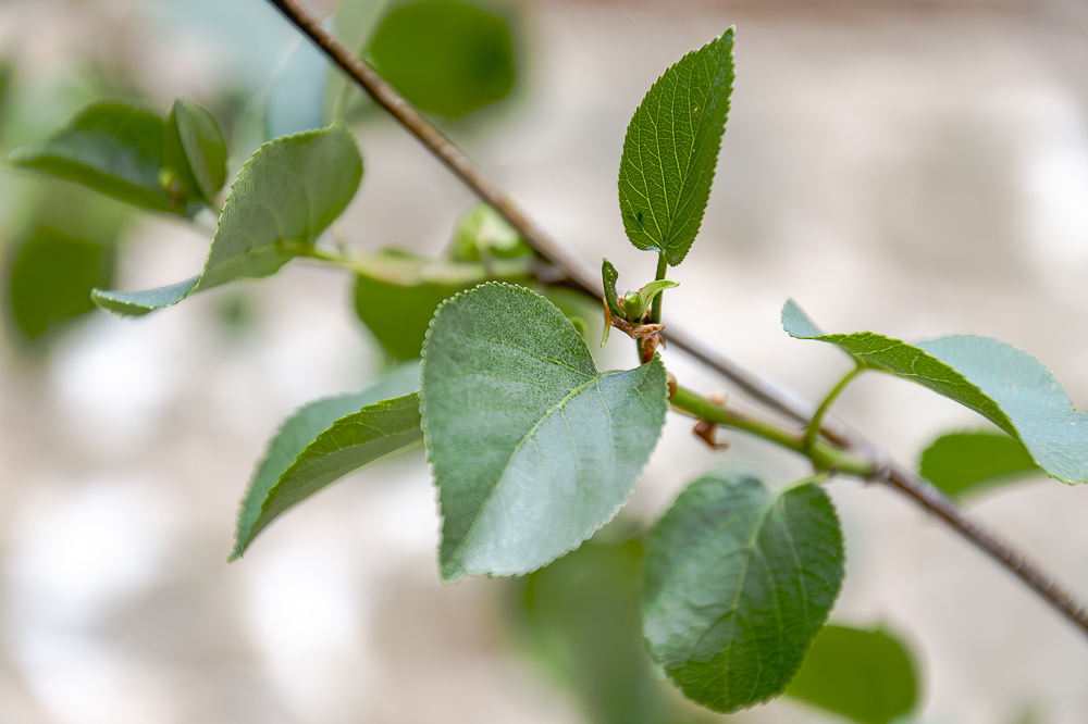 italian-alder-tree-leaves-detail.jpg Italian Alder Trees - Image 1