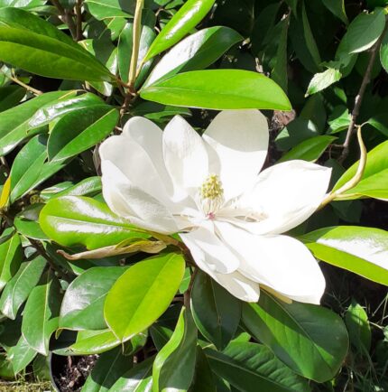 Magnolia Grandiflora 'Bracken's Brown Beauty'